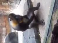 Bestiality Sex Video - Crazy monkey started masturbation